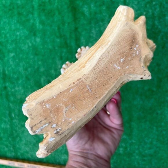 Groundhog Figurine David Blight Open Arms On Log Toppco Kitschy 89 CADDYSHACK - Picture 7 of 8